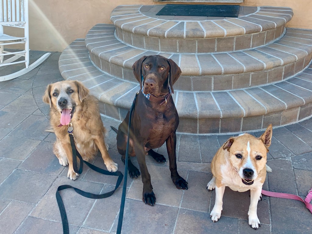 Meet my furbabies <3