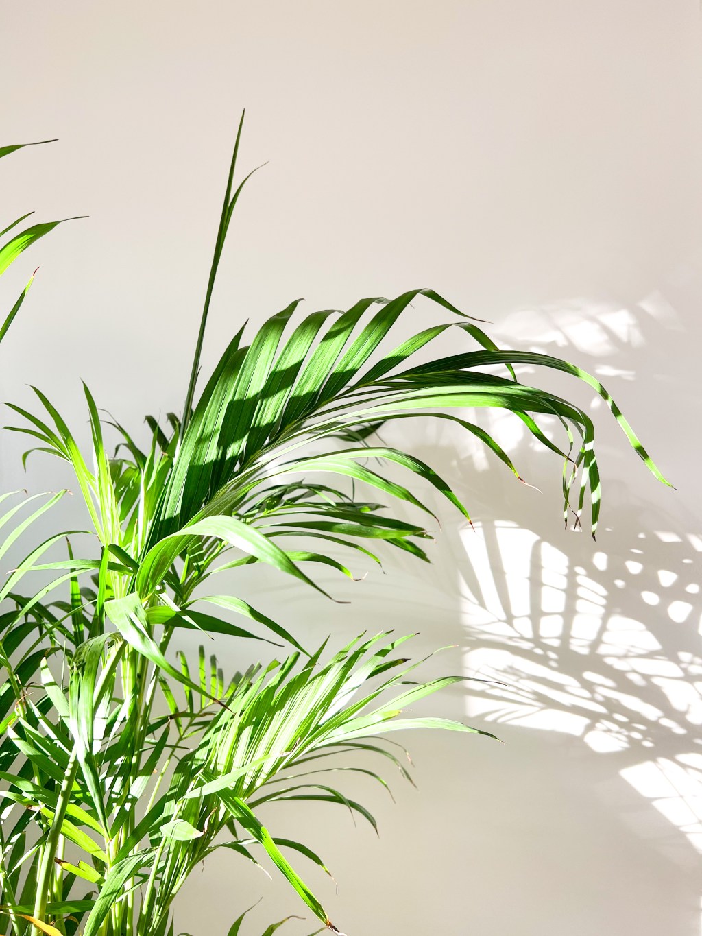 My houseplant journey