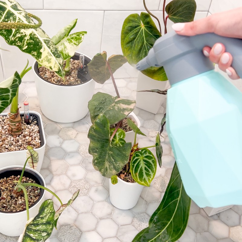 diy pest repellent + prevention&nbsp;spray