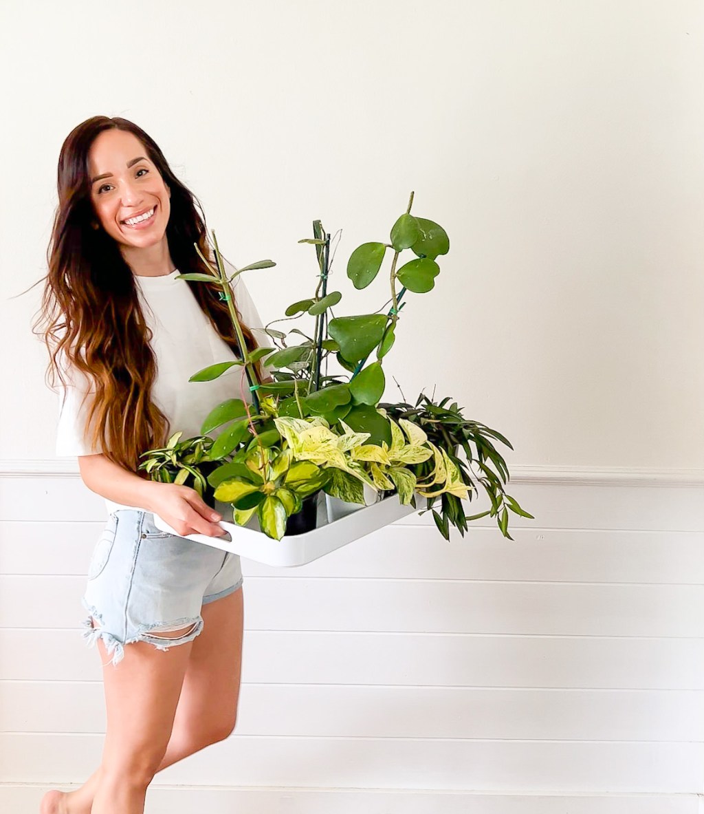 Houseplant Care Must Haves