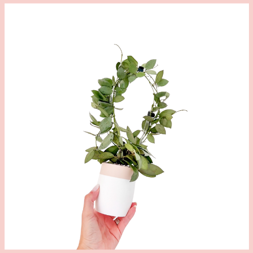 propagation diaries