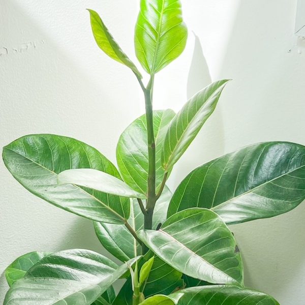 diy leaf shine + pest prevention&nbsp;spray