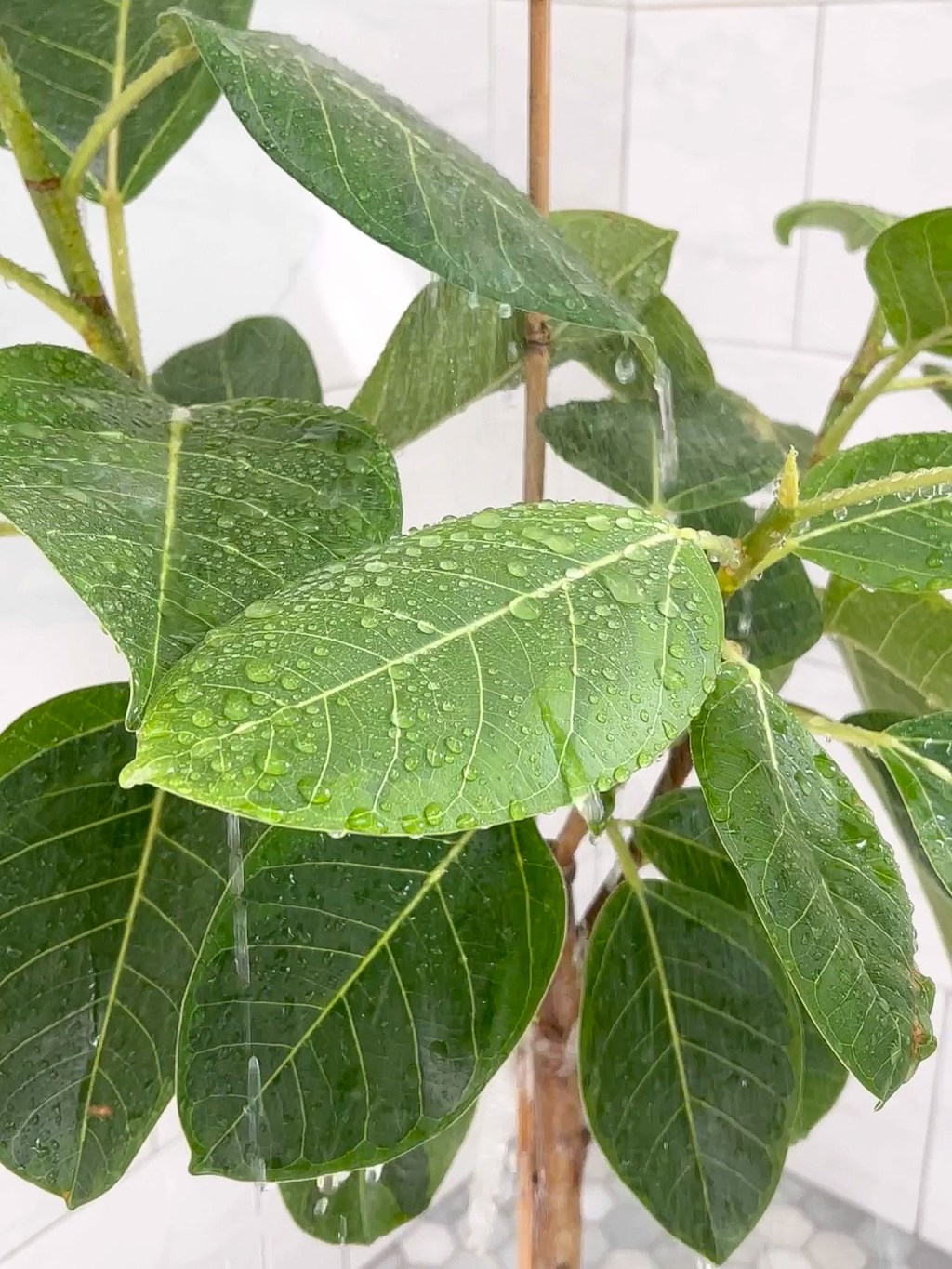 Benefits of Showering Your&nbsp;Plants