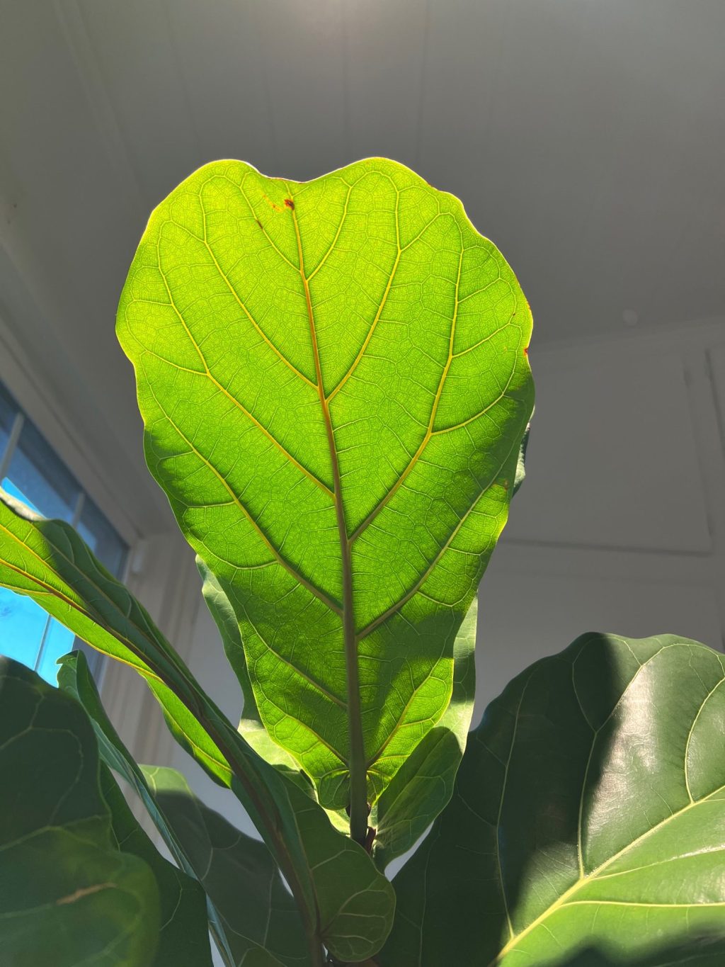 Spring Cleaning Checklist: Houseplant Edition