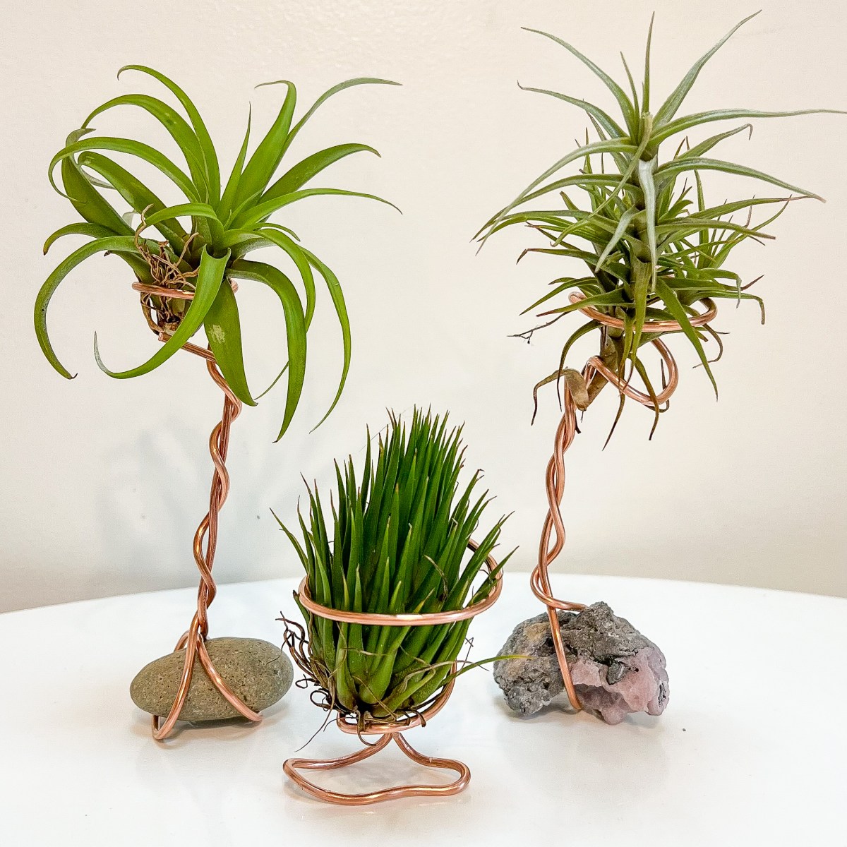 Simple DIY Plant&nbsp;Gift