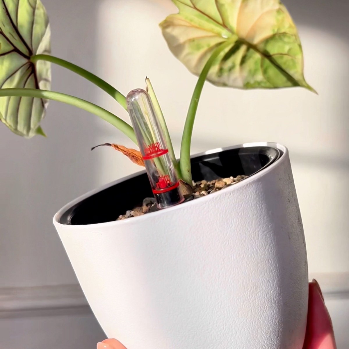 best self-watering pots