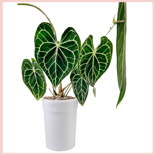 Rare Plant Bae