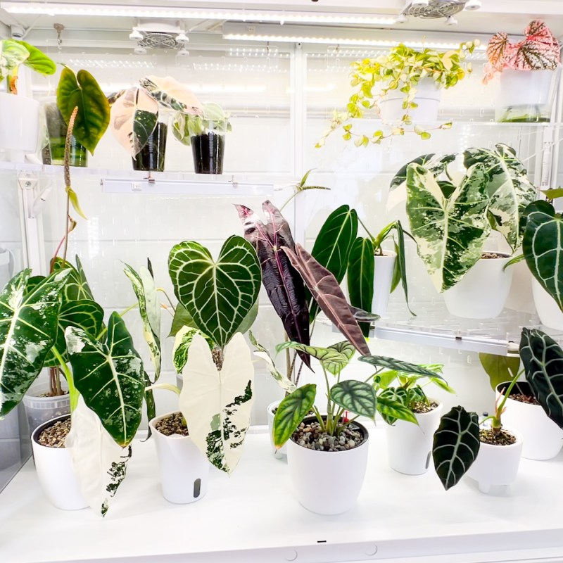 how to- Ikea Greenhouse Cabinet Custom&nbsp;Build