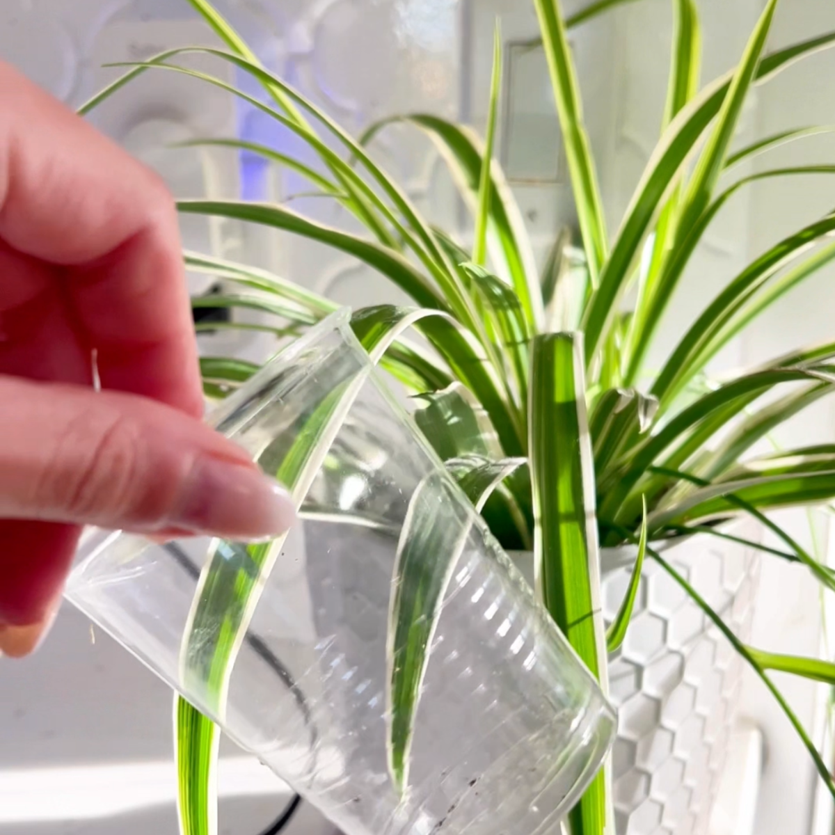 3 plant care items you&nbsp;need