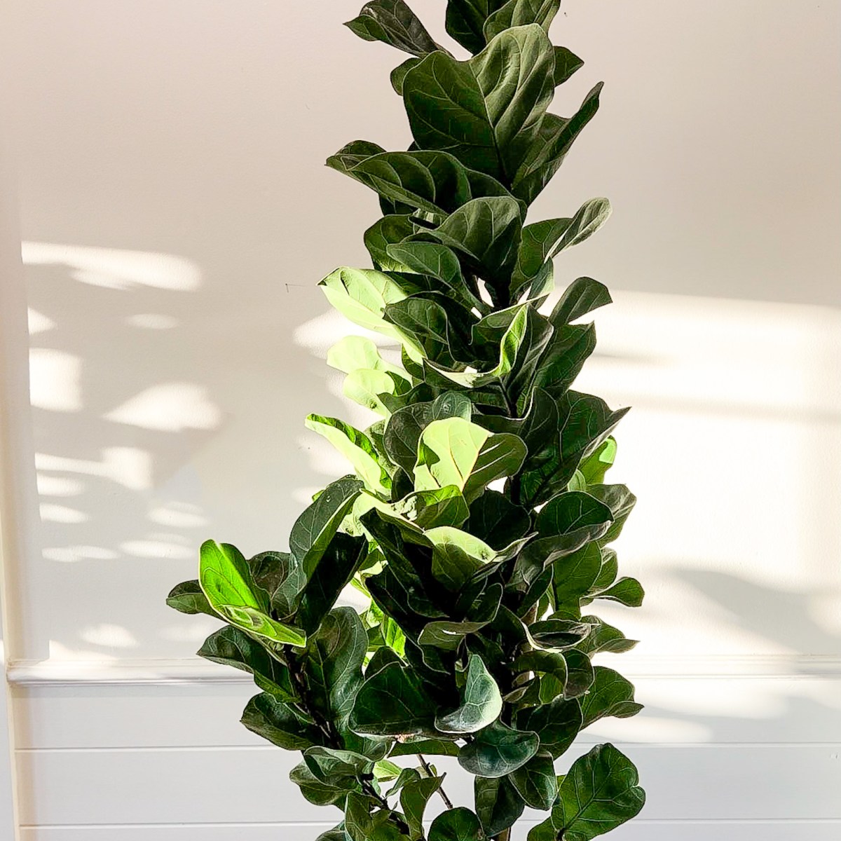 everything you need for your Fiddle Leaf&nbsp;Fig
