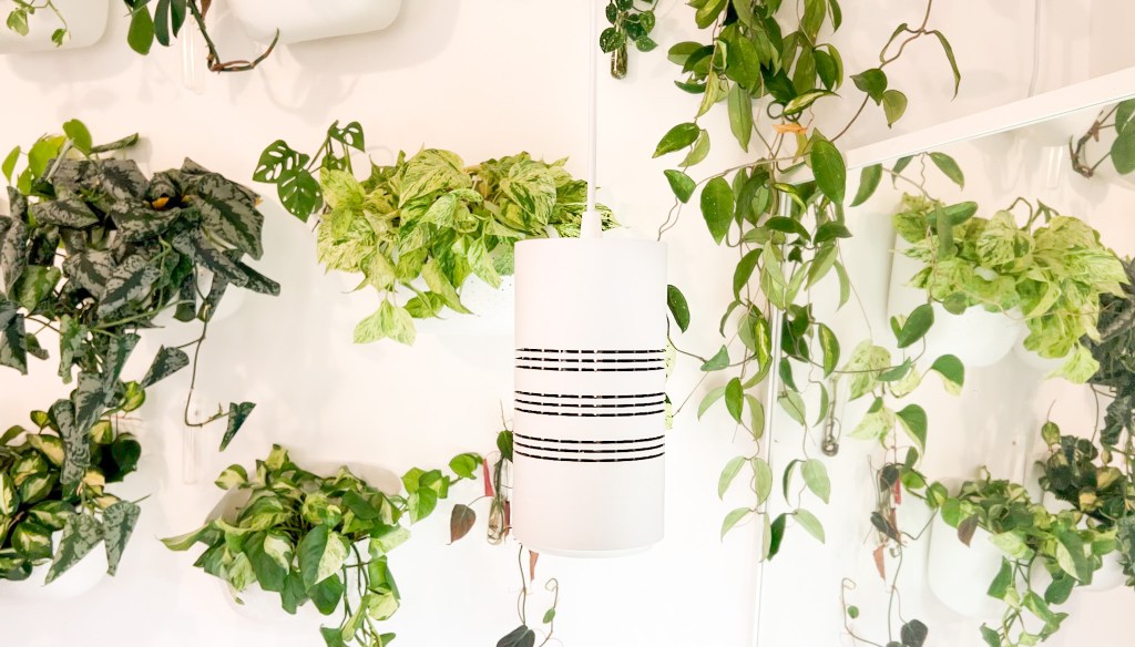 the best grow&nbsp;lights