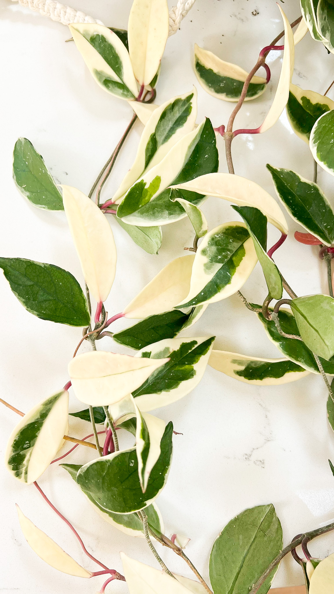 Securing heavy and trailing plants