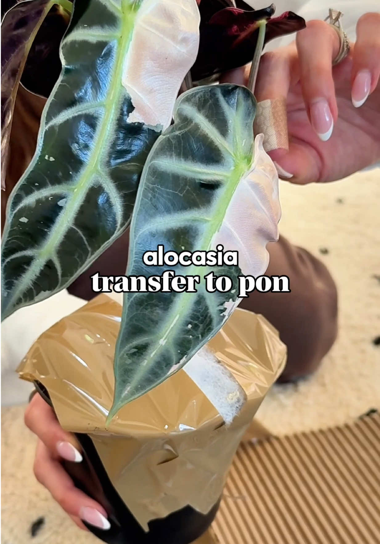 Moving alocasia from soil to pon