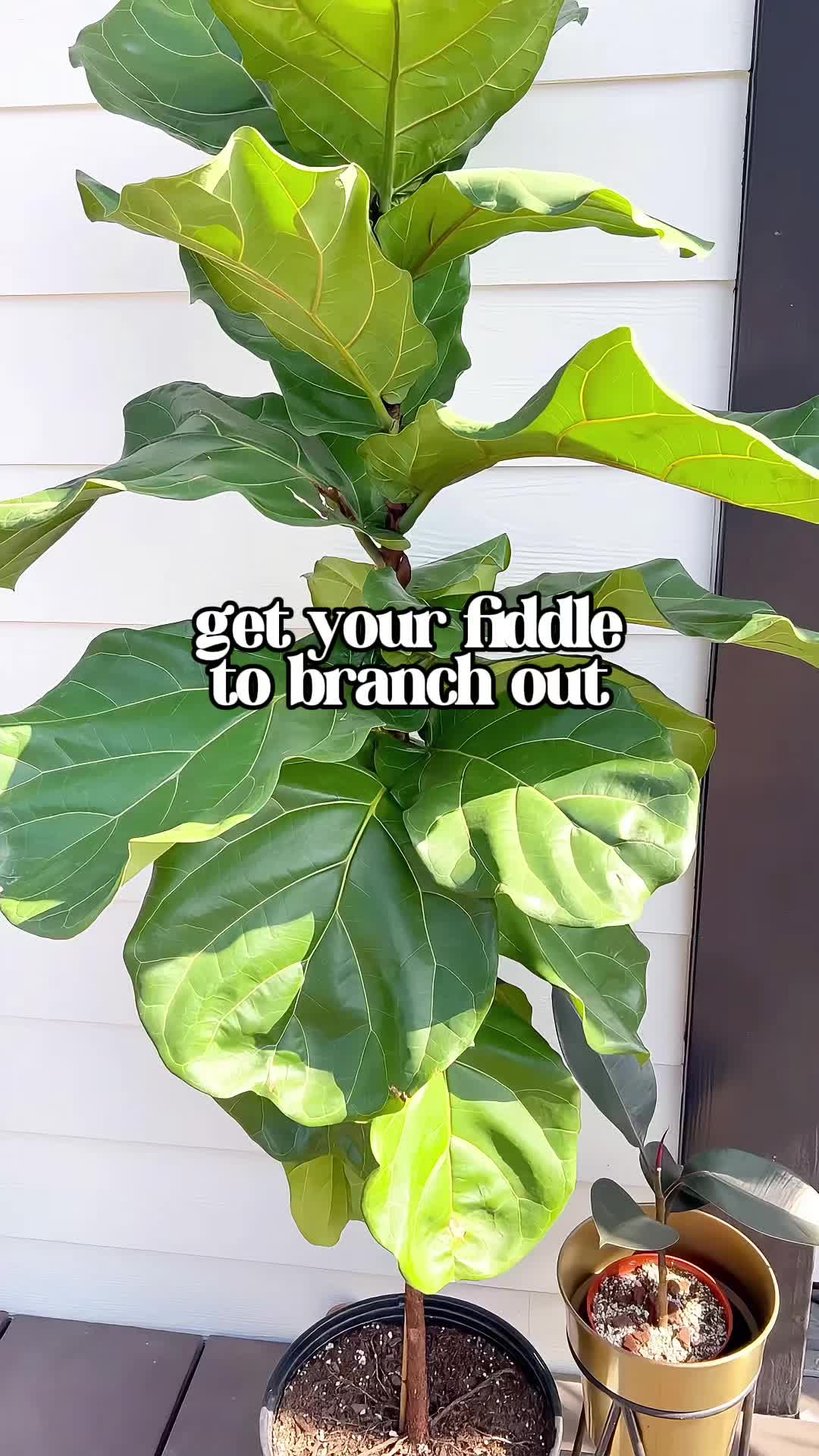 Fiddle leaf fig, how to branch out