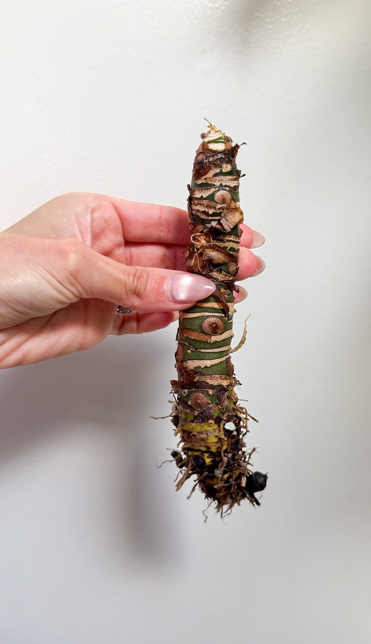 Why I love alocasia corms